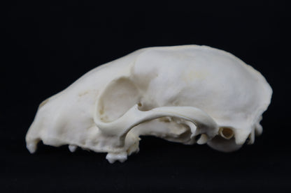 Craft Raccoon Skull