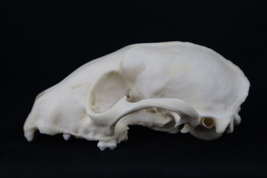 Craft Raccoon Skull