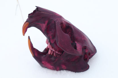 Naturally Stained Beaver Skull