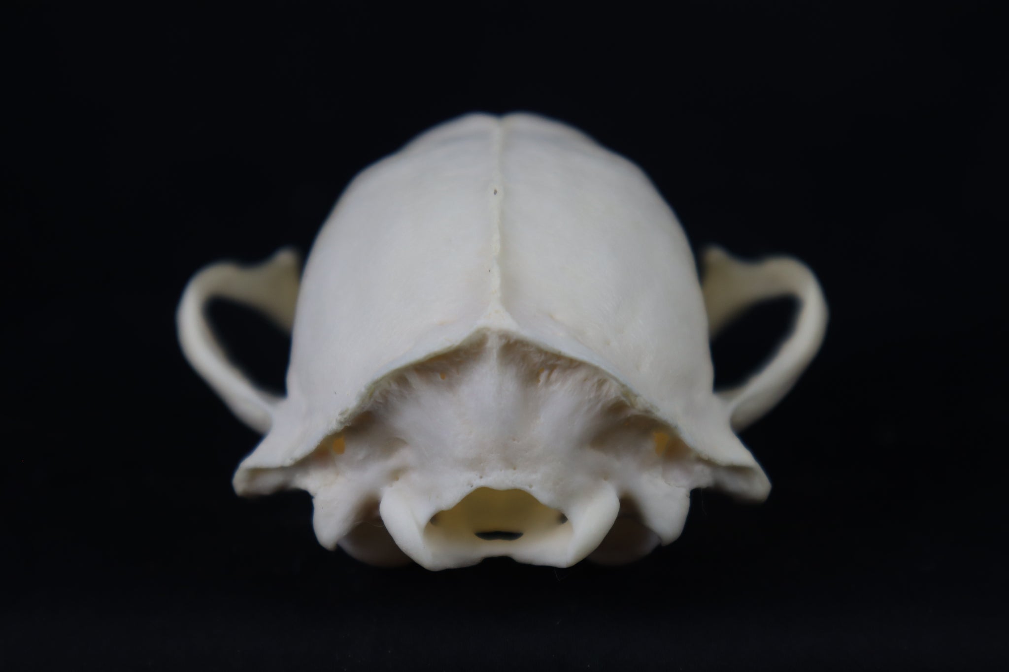 Craft Raccoon Skull