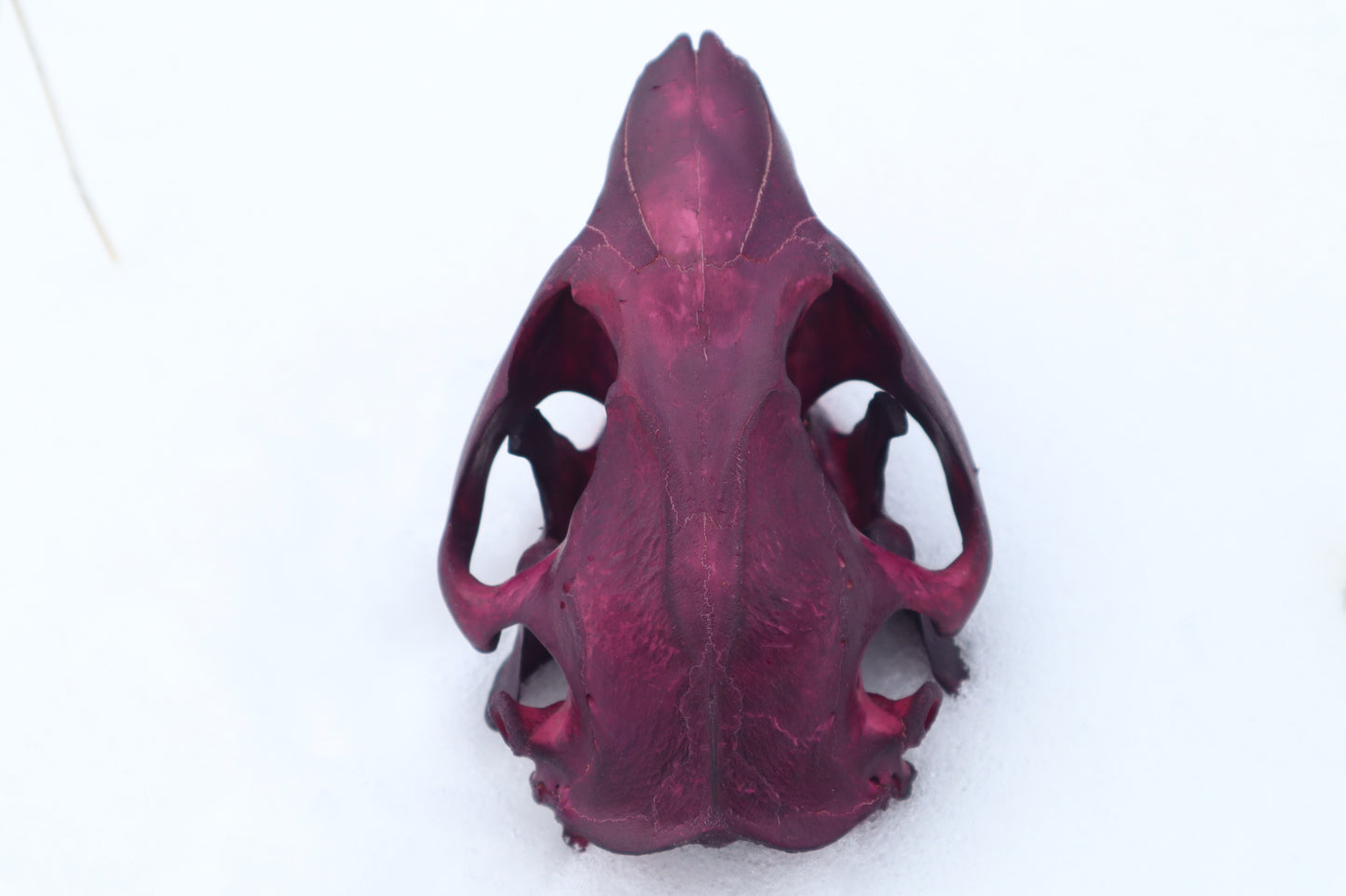 Naturally Stained Beaver Skull