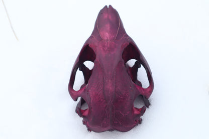 Naturally Stained Beaver Skull