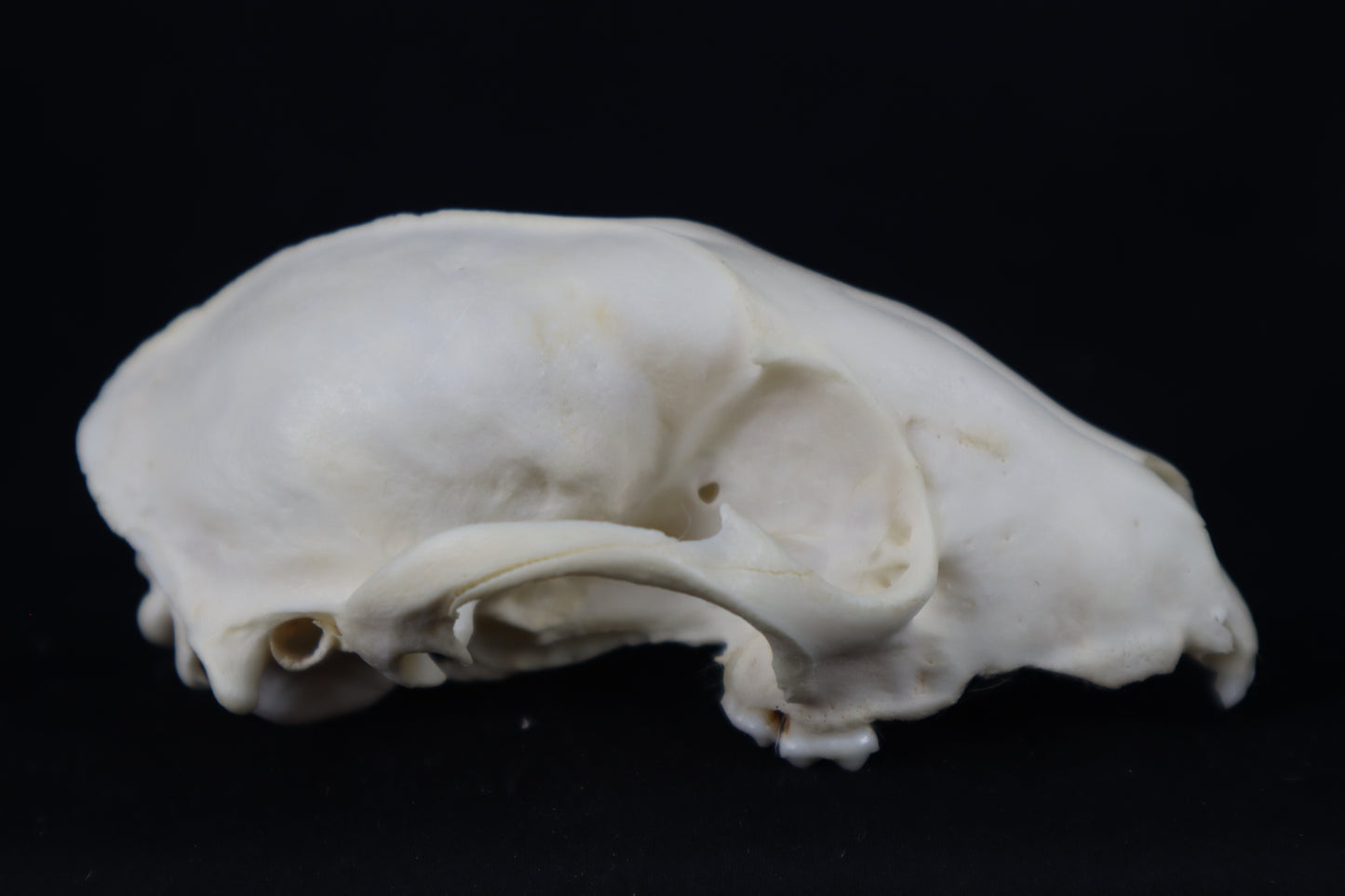 Craft Raccoon Skull
