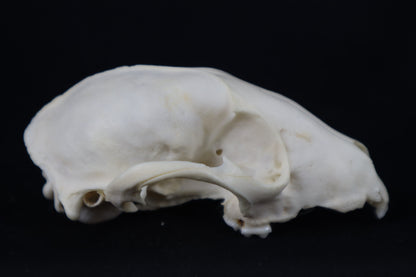 Craft Raccoon Skull