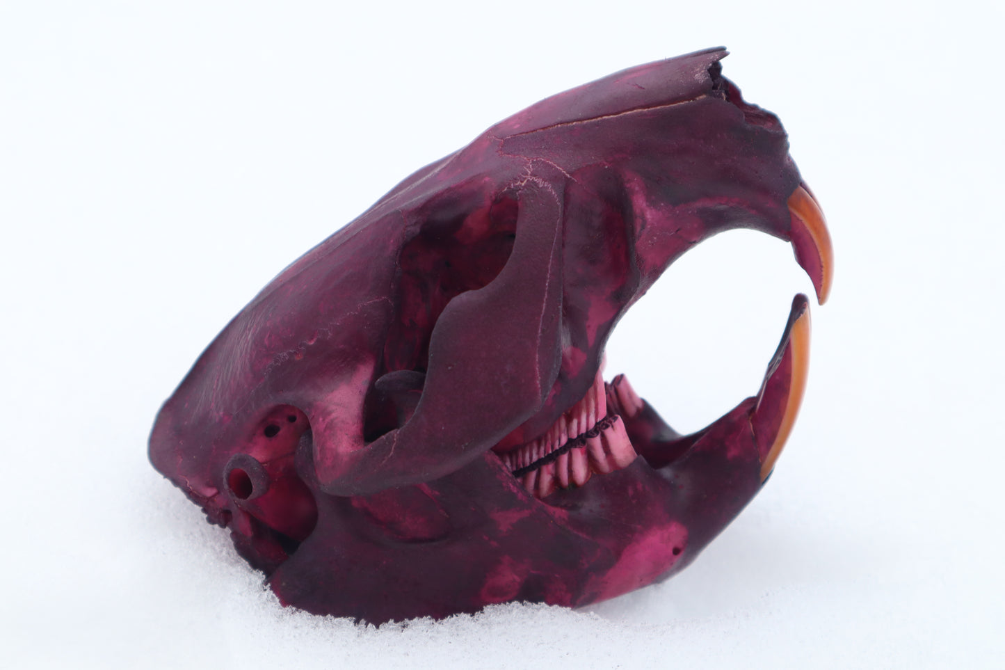Naturally Stained Beaver Skull