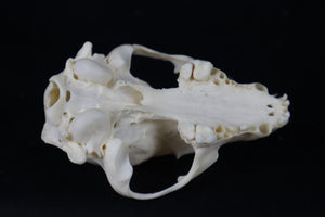 Craft Raccoon Skull