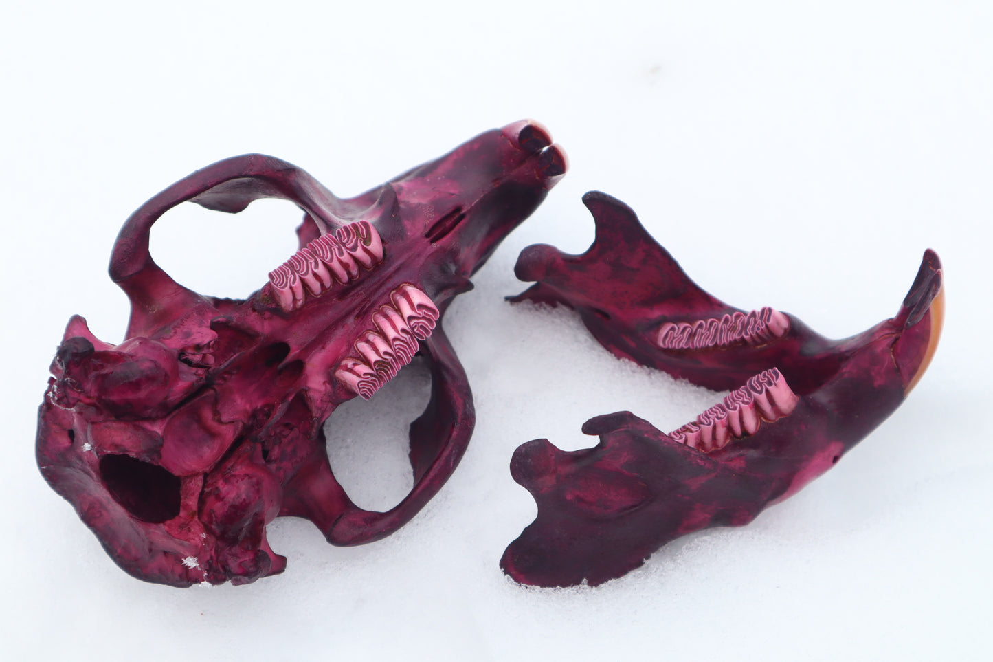 Naturally Stained Beaver Skull