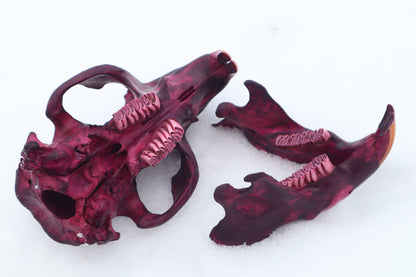 Naturally Stained Beaver Skull