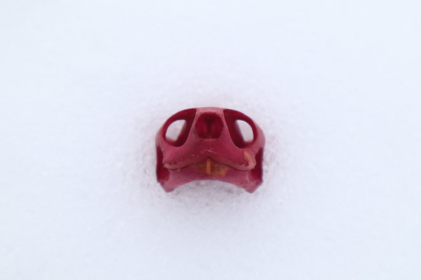 Naturally Stained Red Eared Slider Turtle Skull