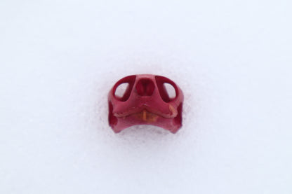 Naturally Stained Red Eared Slider Turtle Skull