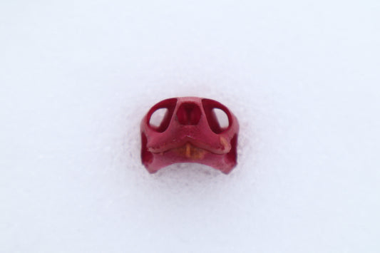 Naturally Stained Red Eared Slider Turtle Skull