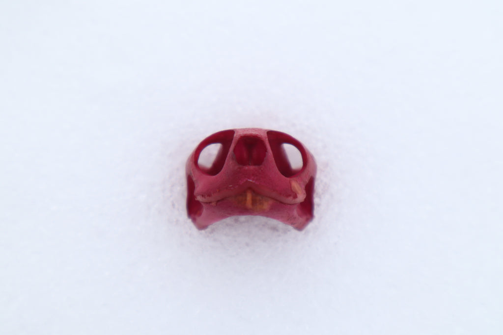 Naturally Stained Red Eared Slider Turtle Skull