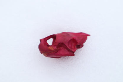 Naturally Stained Red Eared Slider Turtle Skull