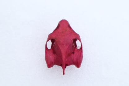 Naturally Stained Red Eared Slider Turtle Skull