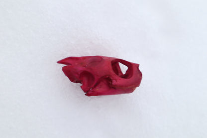 Naturally Stained Red Eared Slider Turtle Skull