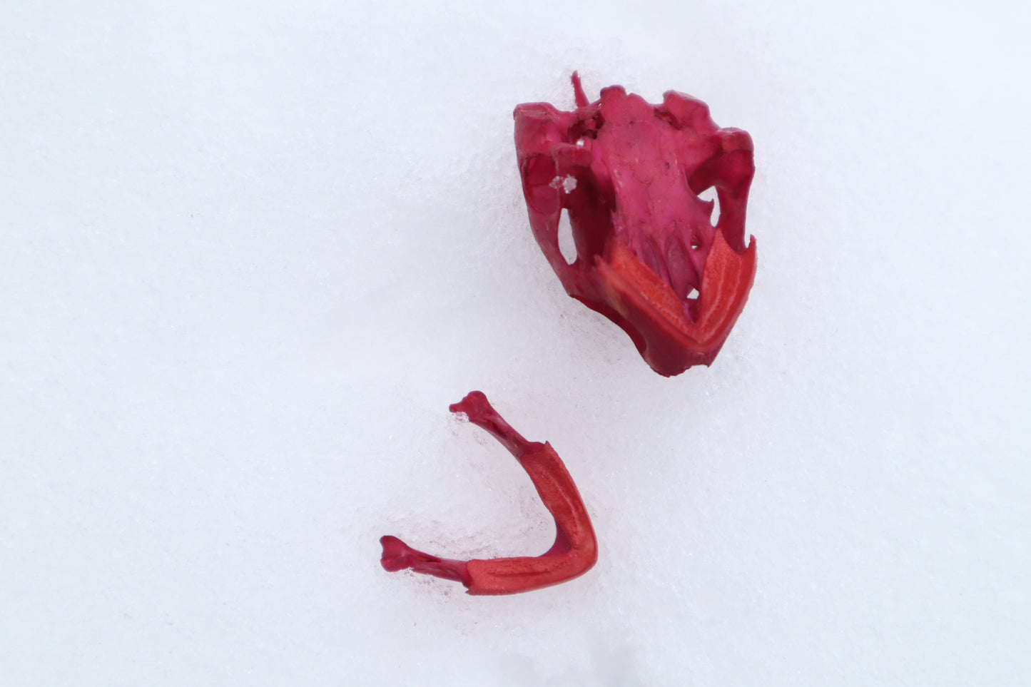 Naturally Stained Red Eared Slider Turtle Skull