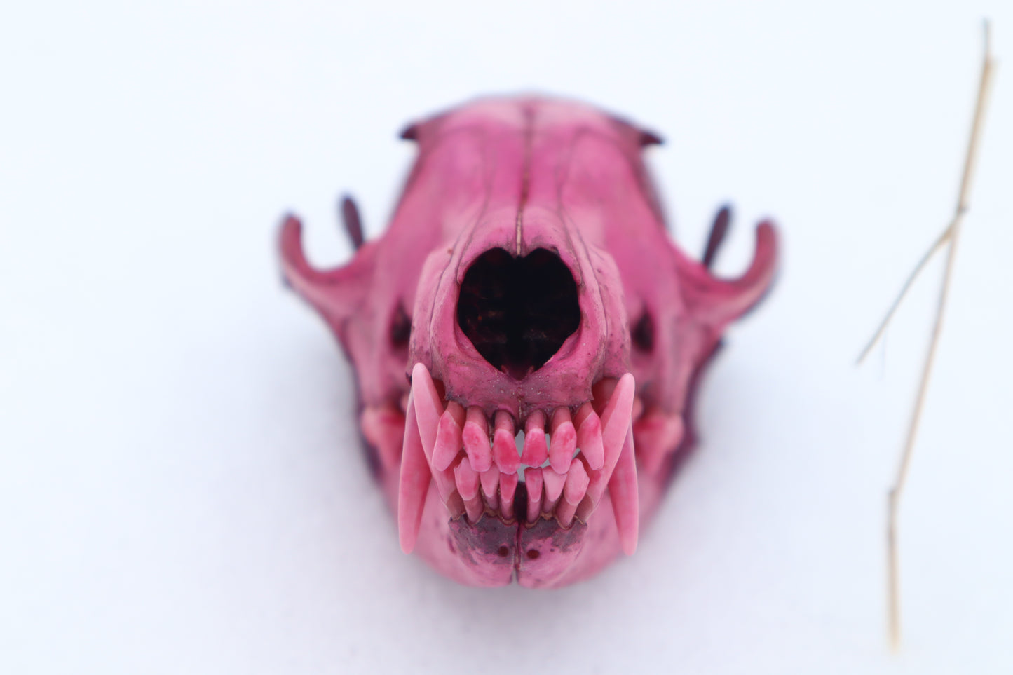 Naturally Stained Red Fox Skull
