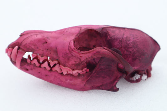 Naturally Stained Red Fox Skull
