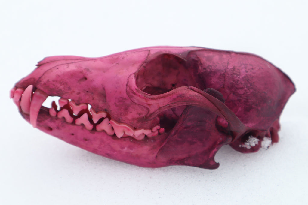 Naturally Stained Red Fox Skull