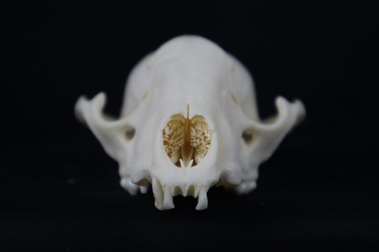 Craft Raccoon Skull