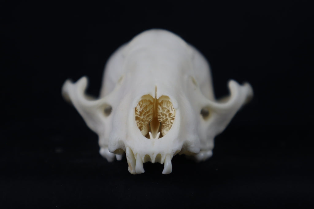 Craft Raccoon Skull
