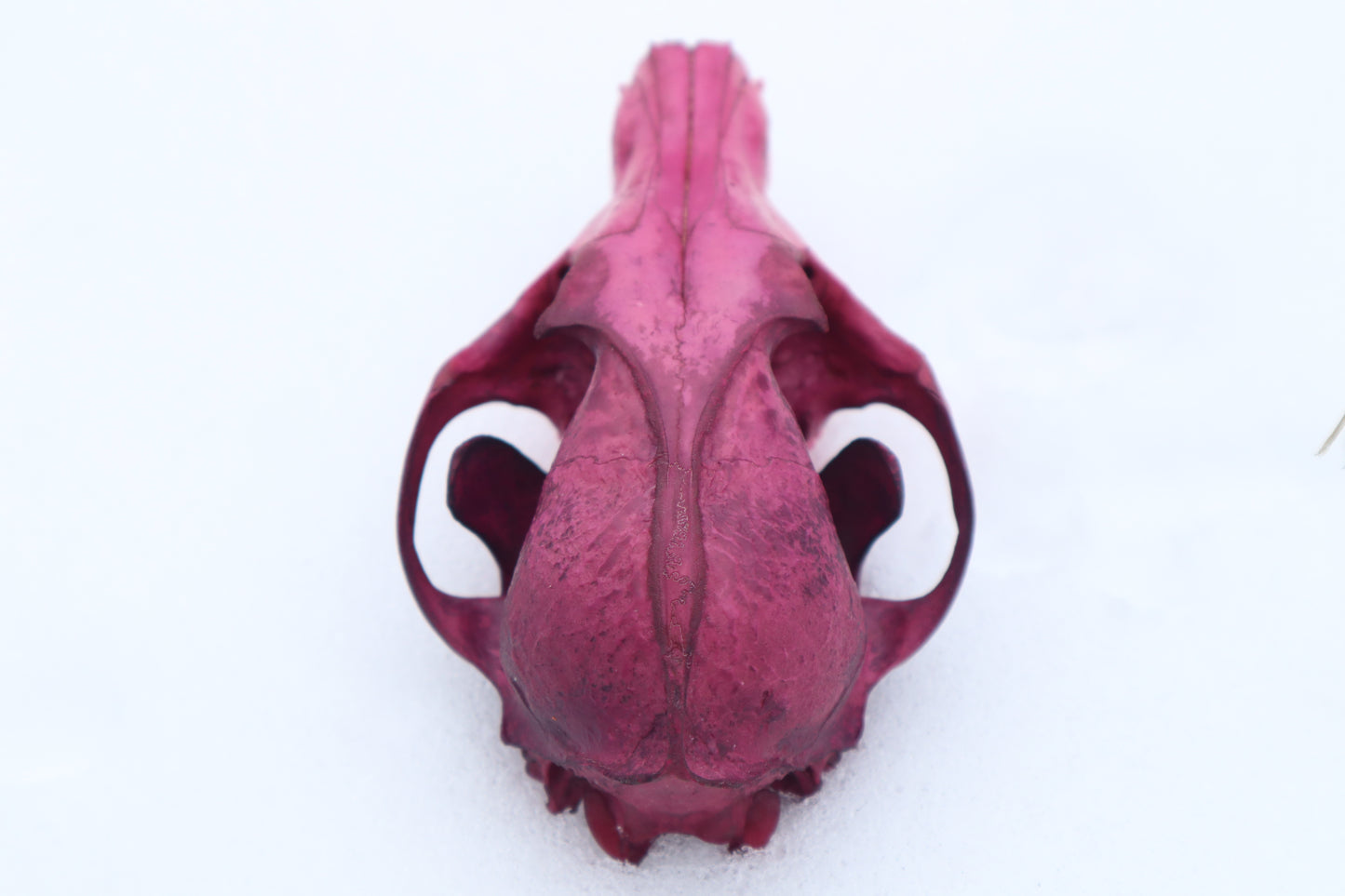 Naturally Stained Red Fox Skull