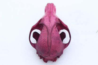 Naturally Stained Red Fox Skull