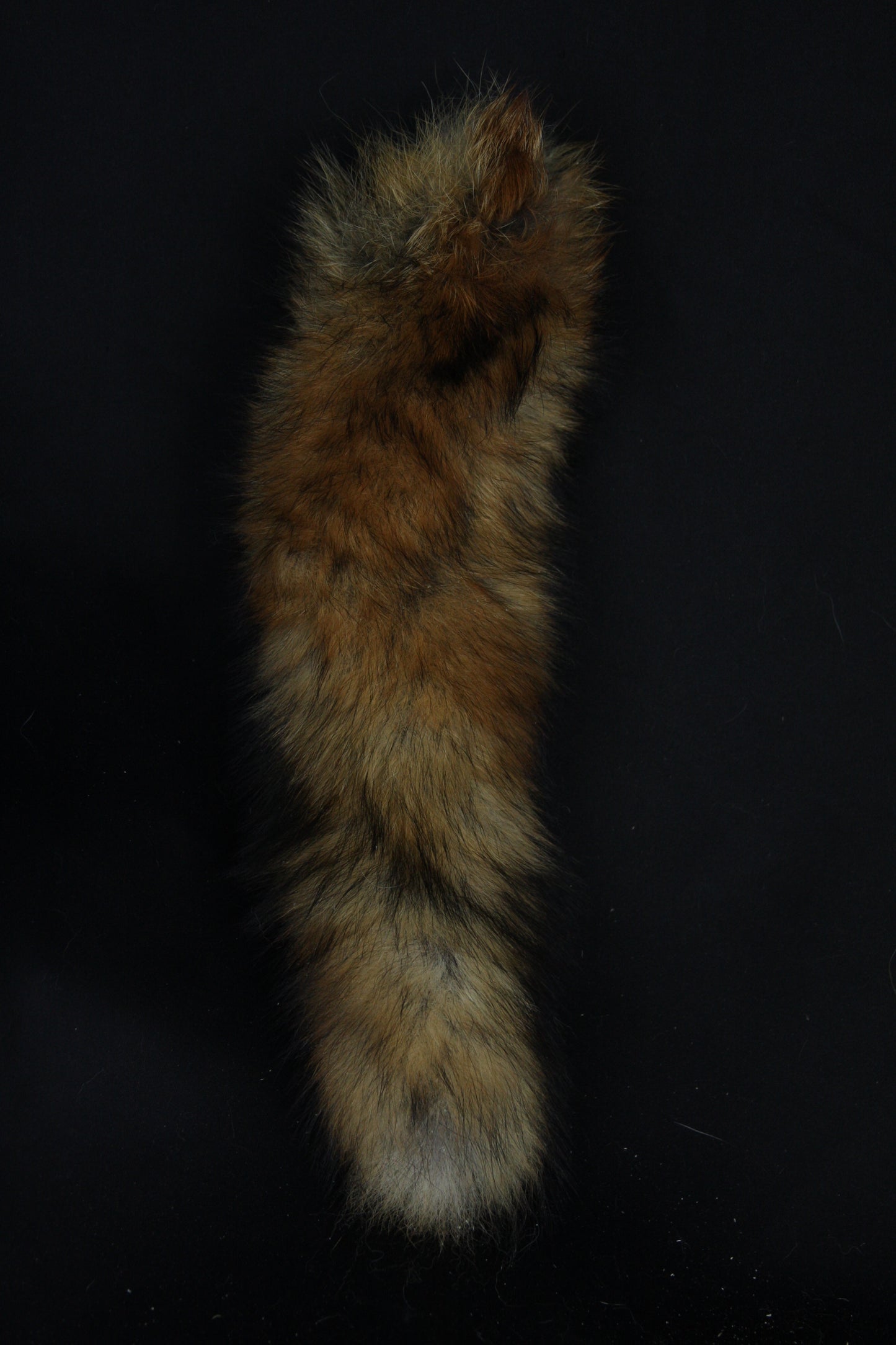 Fox Tail