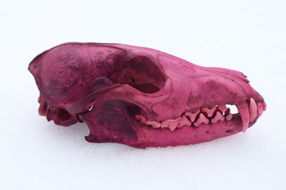 Naturally Stained Red Fox Skull