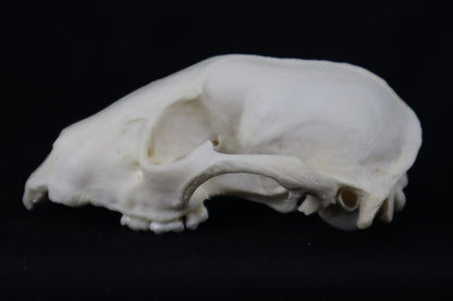 Craft Raccoon Skull