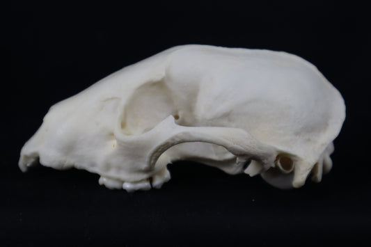 Craft Raccoon Skull