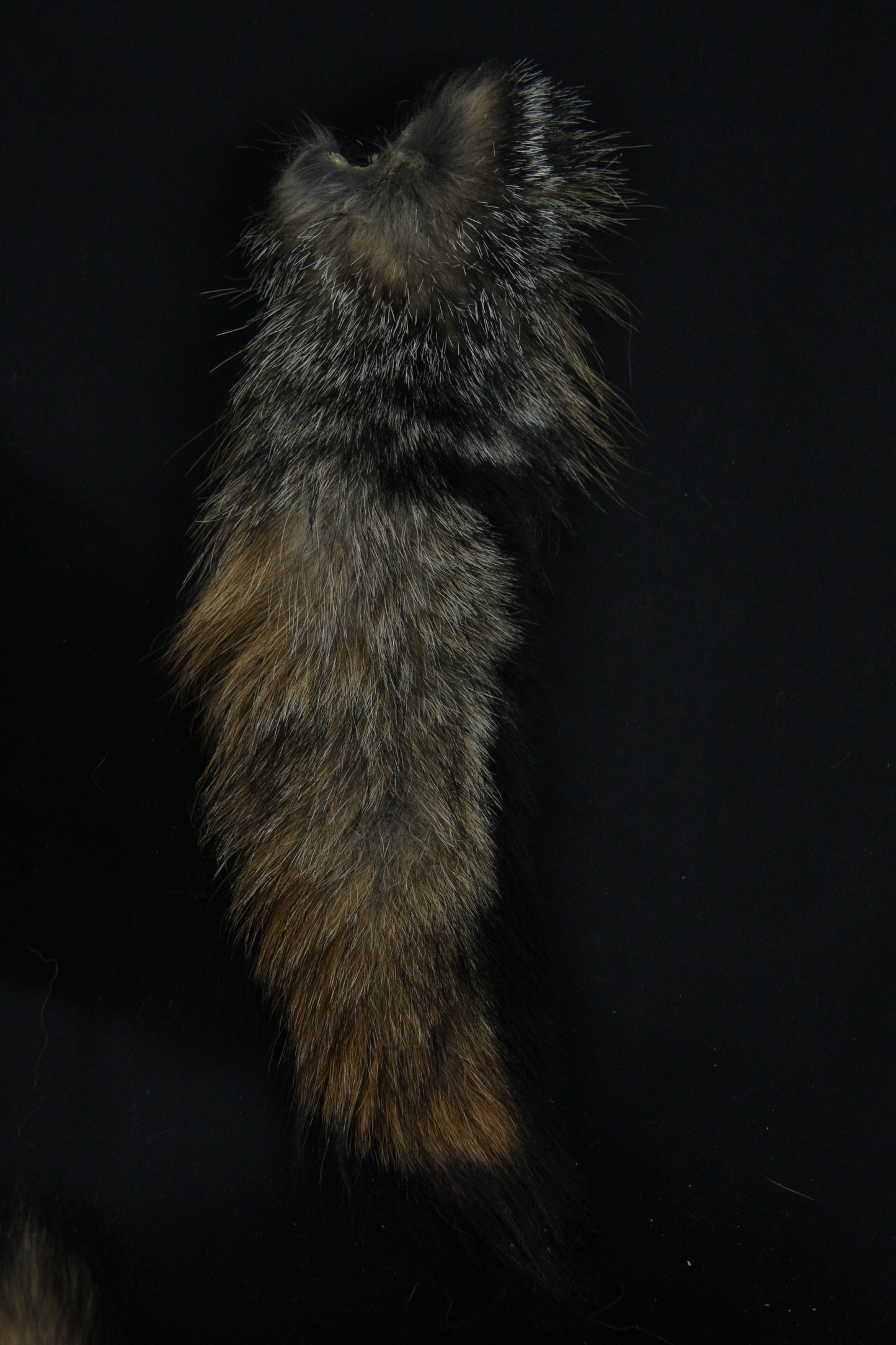 Fox Tail