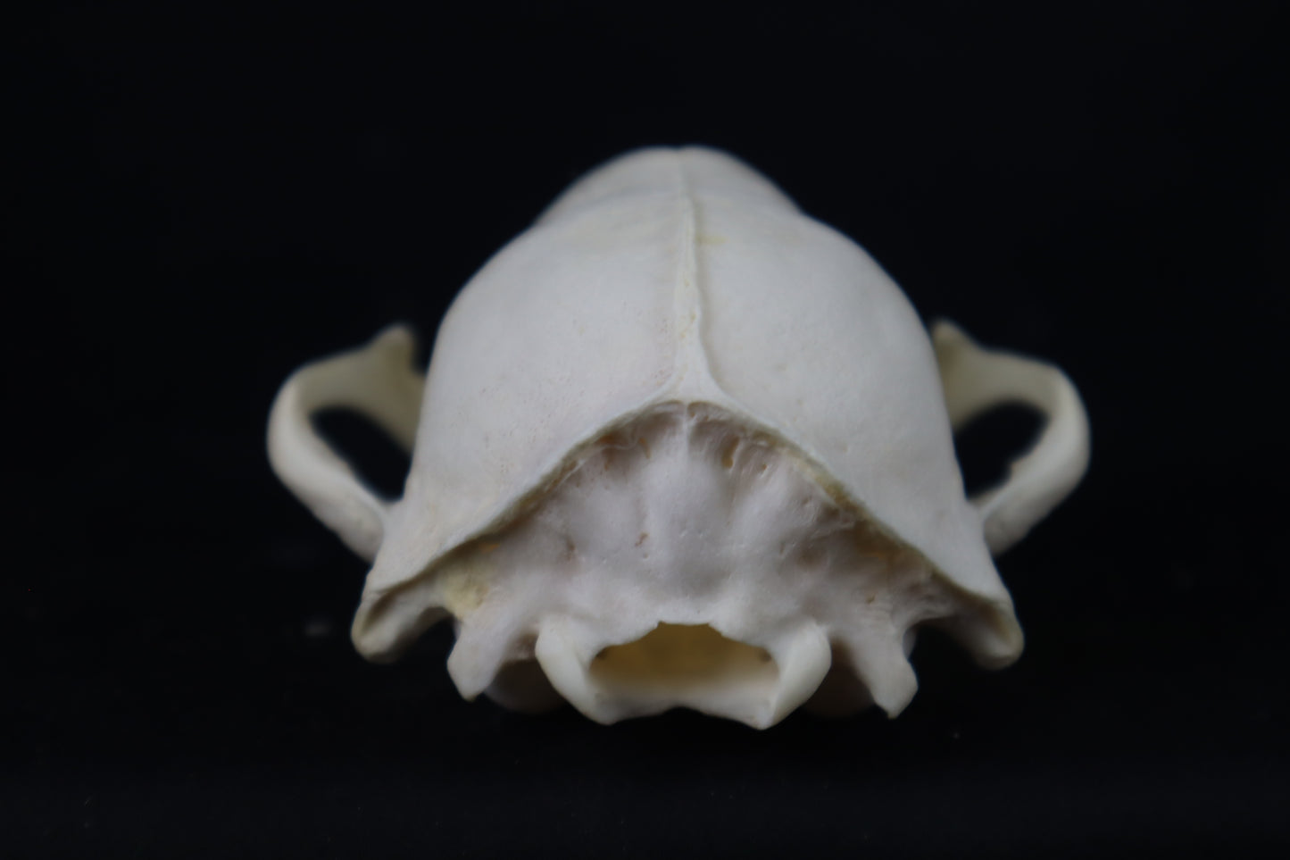 Craft Raccoon Skull