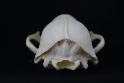 Craft Raccoon Skull