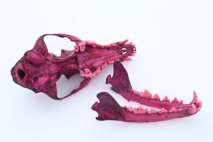 Naturally Stained Red Fox Skull