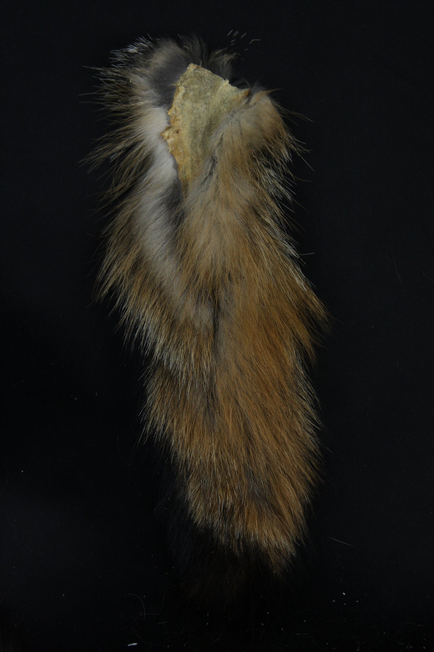 Fox Tail