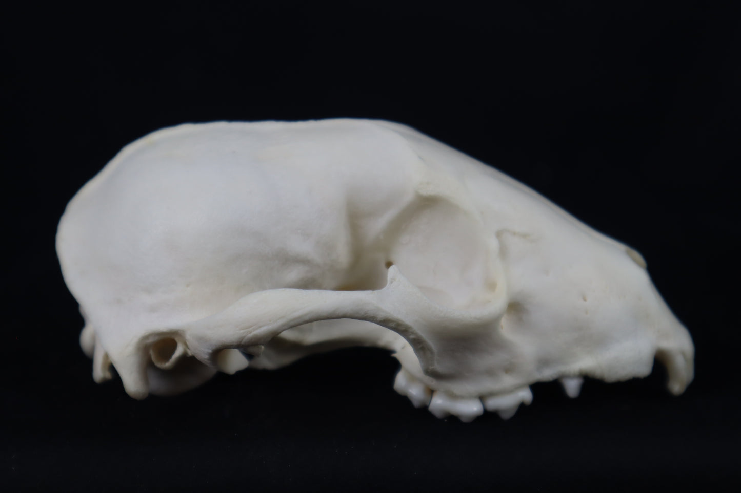 Craft Raccoon Skull