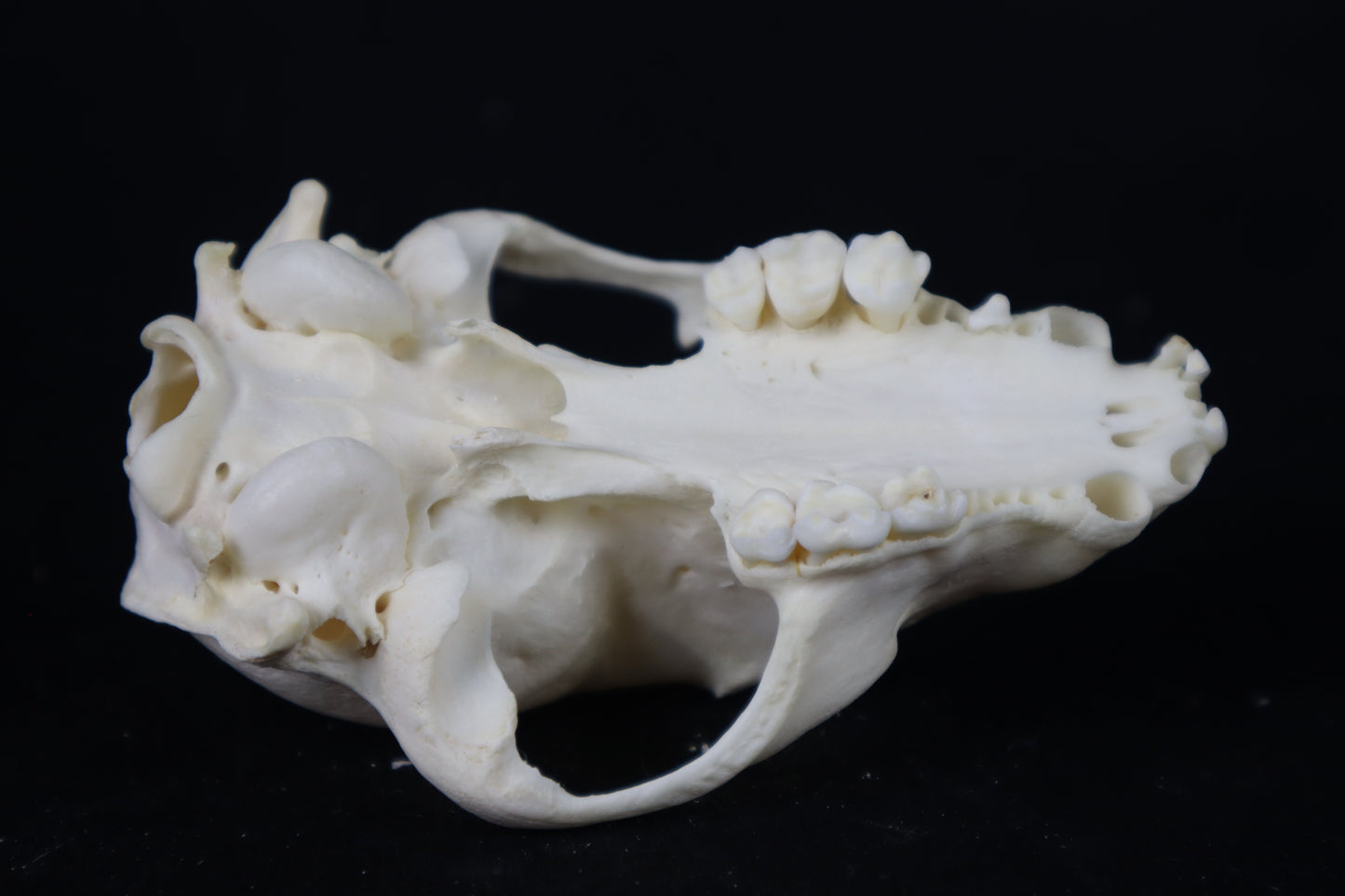Craft Raccoon Skull