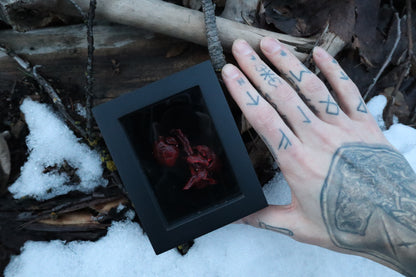 Dry Preserved Cottontail Rabbit Heart and Lungs