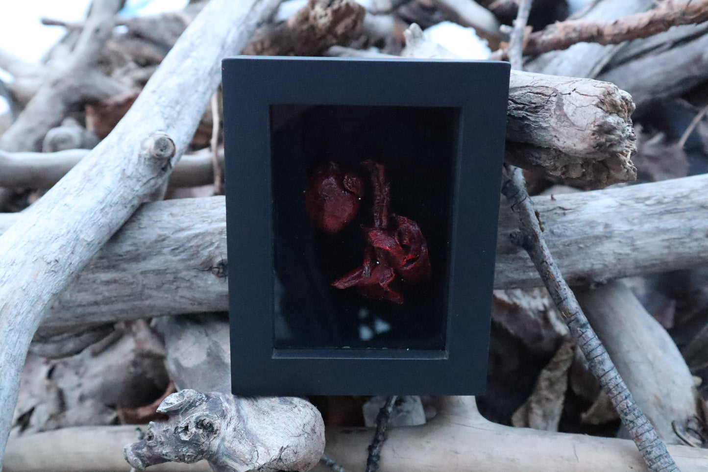Dry Preserved Cottontail Rabbit Heart and Lungs
