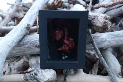 Dry Preserved Cottontail Rabbit Heart and Lungs