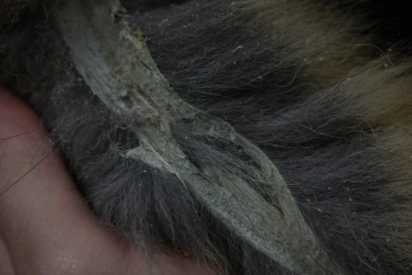 Fox Tail