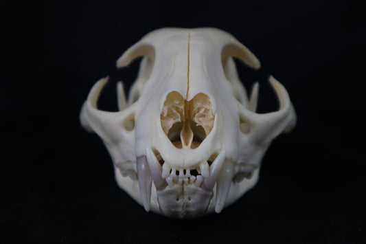 Pathological Bobcat Skull