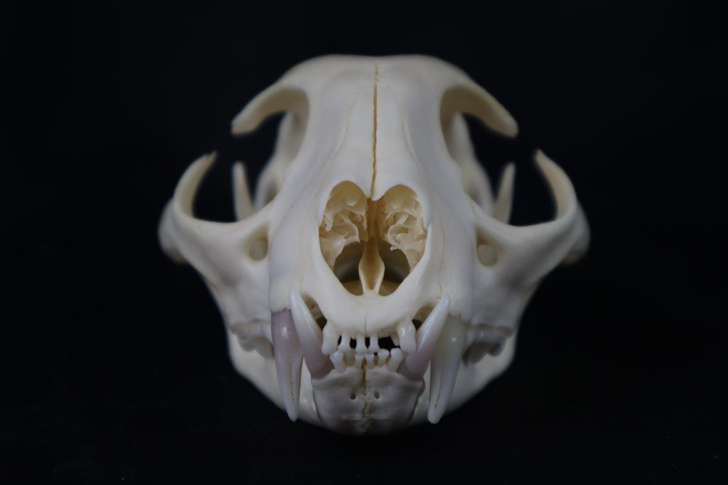 Pathological Bobcat Skull