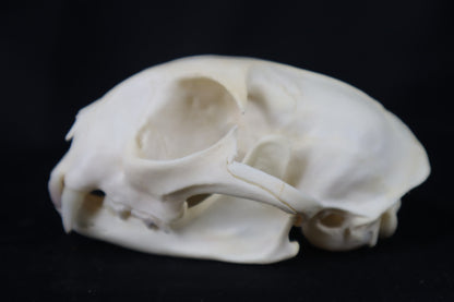 Pathological Bobcat Skull