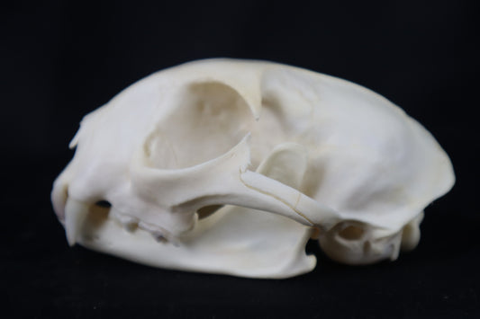 Pathological Bobcat Skull