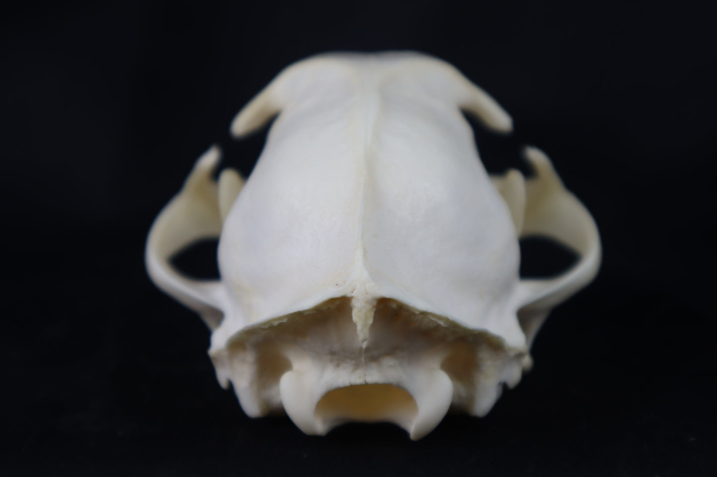 Pathological Bobcat Skull