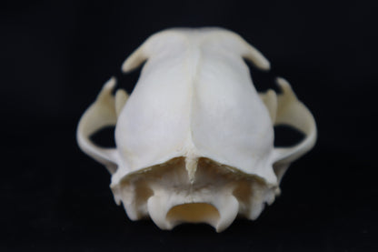Pathological Bobcat Skull