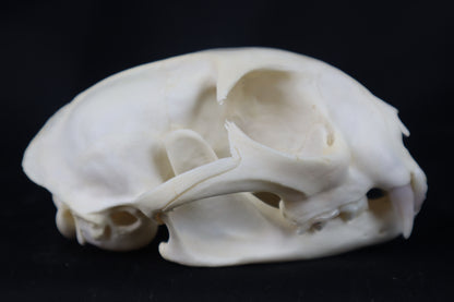 Pathological Bobcat Skull