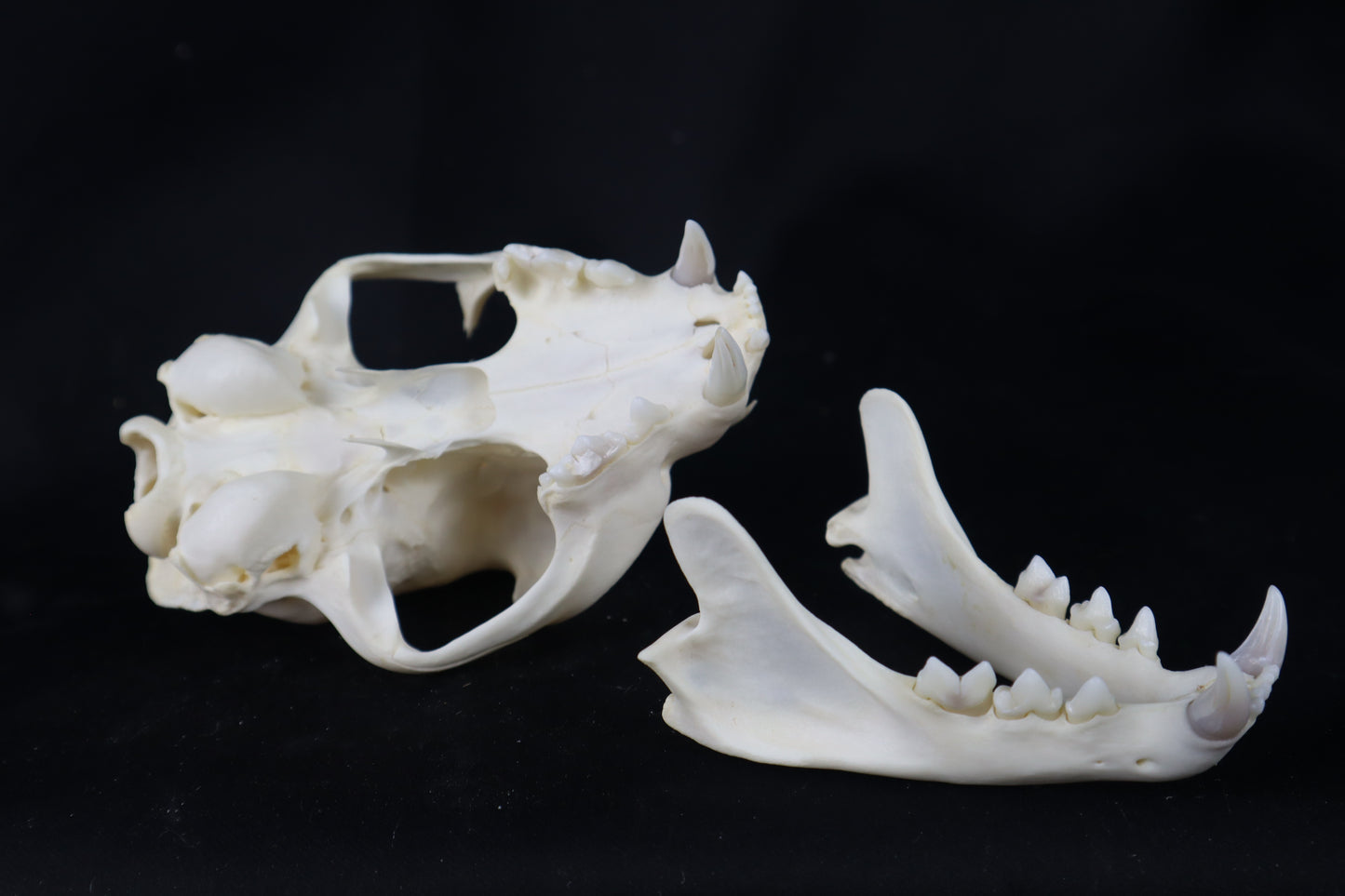 Pathological Bobcat Skull